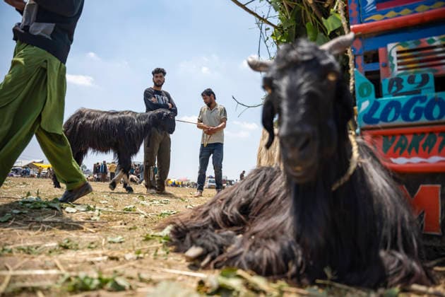 Eid ul Adha Festival in Srinagar, India - 26 MAY 2026. Sacrificial goat on sale seen at makeshift market ahead of Eid al-Adha. Eid al-Adha, also known as Bakr Eid or the Festival of Sacrifice, is an important Islamic festival that honours Prophet Ibrahim’s willingness to sacrifice his son Ismail in obedience to Allah. Muslims celebrate it with prayers, animal sacrifice (Qurbani), and acts of charity and sharing. It marks the culmination of the annual Hajj pilgrimage to Mecca. Srinagar India Copyright: xIdreesxAbbasx xSOPAxImagesx IdreesAbbas_26MAY2026__7