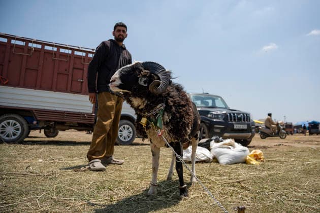 Eid ul Adha Festival in Srinagar, India - 26 MAY 2026. A sheep seller seen standing near a sheep at makeshift market ahead of Eid al-Adha. Eid al-Adha, also known as Bakr Eid or the Festival of Sacrifice, is an important Islamic festival that honours Prophet Ibrahim’s willingness to sacrifice his son Ismail in obedience to Allah. Muslims celebrate it with prayers, animal sacrifice (Qurbani), and acts of charity and sharing. It marks the culmination of the annual Hajj pilgrimage to Mecca. Srinagar India Copyright: xIdreesxAbbasx xSOPAxImagesx IdreesAbbas_26MAY2026__23