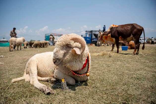 Eid ul Adha Festival in Srinagar, India - 26 MAY 2026. Sacrificial sheep on sale seen at a makeshift market ahead of Eid al-Adha. Eid al-Adha, also known as Bakr Eid or the Festival of Sacrifice, is an important Islamic festival that honours Prophet Ibrahim’s willingness to sacrifice his son Ismail in obedience to Allah. Muslims celebrate it with prayers, animal sacrifice (Qurbani), and acts of charity and sharing. It marks the culmination of the annual Hajj pilgrimage to Mecca. Srinagar India Copyright: xIdreesxAbbasx xSOPAxImagesx IdreesAbbas_26MAY2026__24