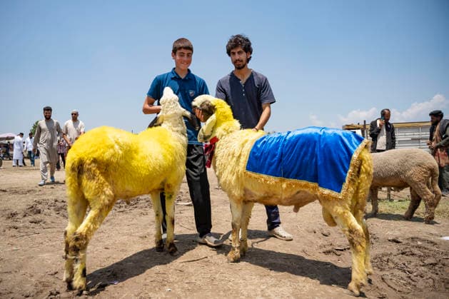 Eid ul Adha Festival in Srinagar, India - 26 MAY 2026. Sheep sellers seen posing for a picture with their sacrificial sheep at makeshift market ahead of Eid al-Adha. Eid al-Adha, also known as Bakr Eid or the Festival of Sacrifice, is an important Islamic festival that honours Prophet Ibrahim’s willingness to sacrifice his son Ismail in obedience to Allah. Muslims celebrate it with prayers, animal sacrifice (Qurbani), and acts of charity and sharing. It marks the culmination of the annual Hajj pilgrimage to Mecca. Srinagar India Copyright: xIdreesxAbbasx xSOPAxImagesx IdreesAbbas_26MAY2026__26