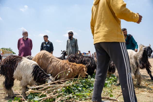 May 26, 2026, Srinagar, India: Sacrificial animals seen at makeshift market ahead of Eid al-Adha.. Eid al-Adha, also known as Bakr Eid or the Festival of Sacrifice, is an important Islamic festival that honours Prophet Ibrahim™s willingness to sacrifice his son Ismail in obedience to Allah. Muslims celebrate it with prayers, animal sacrifice (Qurbani), and acts of charity and sharing. It marks the culmination of the annual Hajj pilgrimage to Mecca. Srinagar India - ZUMAs197 20260526_aaa_s197_022 Copyright: xIdreesxAbbasx