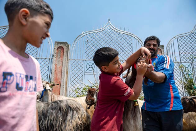 May 26, 2026, Srinagar, India: A child and a man seen showing sheep™s teeth while selling livestock at a makeshift market ahead of Eid al-Adha.. Eid al-Adha, also known as Bakr Eid or the Festival of Sacrifice, is an important Islamic festival that honours Prophet Ibrahim™s willingness to sacrifice his son Ismail in obedience to Allah. Muslims celebrate it with prayers, animal sacrifice (Qurbani), and acts of charity and sharing. It marks the culmination of the annual Hajj pilgrimage to Mecca. Srinagar India - ZUMAs197 20260526_aaa_s197_039 Copyright: xIdreesxAbbasx