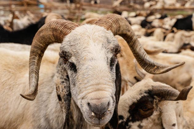 Ahead of Eid al-Adha in Nigeria LAGOS, NIGERIA - MAY 26: A view of an animal market as Eid al-Adha approaches in Lagos, Nigeria on May 26, 2026. Muslims sell cattle and sheep brought from various states for sale at one of the largest animal markets near the Lagos–Ibadan highway. Emmanuel Osodi Anadolu Lagos Nigeria. Editorial use only. Please get in touch for any other usage.  Copyright: x2026xAnadoluxEmmanuelxOsodix