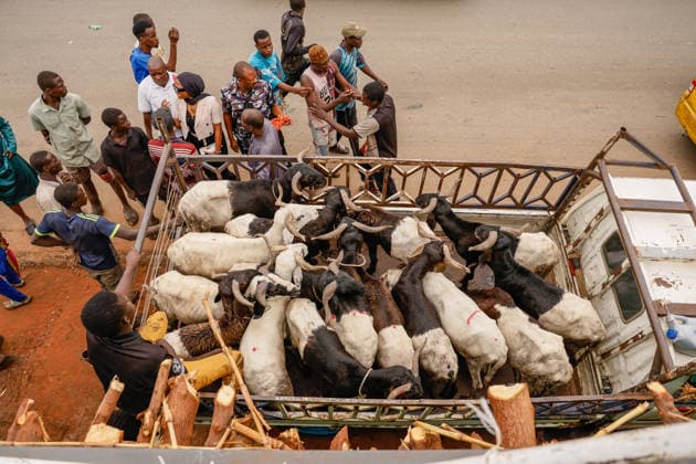 Ahead of Eid al-Adha in Nigeria LAGOS, NIGERIA - MAY 26: A view of an animal market as Eid al-Adha approaches in Lagos, Nigeria on May 26, 2026. Muslims sell cattle and sheep brought from various states for sale at one of the largest animal markets near the Lagos–Ibadan highway. Emmanuel Osodi Anadolu Lagos Nigeria. Editorial use only. Please get in touch for any other usage.  Copyright: x2026xAnadoluxEmmanuelxOsodix