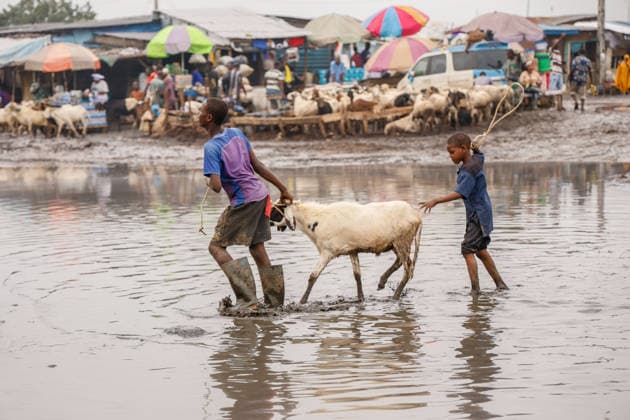 Ahead of Eid al-Adha in Nigeria LAGOS, NIGERIA - MAY 26: A view of an animal market as Eid al-Adha approaches in Lagos, Nigeria on May 26, 2026. Muslims sell cattle and sheep brought from various states for sale at one of the largest animal markets near the Lagos–Ibadan highway. Emmanuel Osodi Anadolu Lagos Nigeria. Editorial use only. Please get in touch for any other usage.  Copyright: x2026xAnadoluxEmmanuelxOsodix