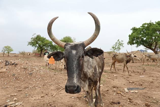 Ahead of Eid al-Adha in Burkina Faso OUAGADOUGOU, BURKINA FASO - MAY 26: A view of a cattle as preparations continue on Arafah Day at slaughter areas, while feeding and care activities for cattle continue at livestock sites where the sale of sacrificial animals ahead of Eid al-Adha in the capital Ouagadougou, Burkina Faso, on May 26, 2026. Besir Kelleci Anadolu Ouagadougou Burkina Faso. Editorial use only. Please get in touch for any other usage.  Copyright: x2026xAnadoluxBesirxKellecix