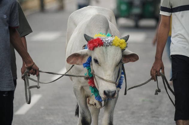 May 27, 2026: Chattogram, Bangladesh - Residents of Chattogram city lead decorated cattle show through city streets ahead of Eid-ul-Adha. The Muslim festival of sacrifice, when millions of animals are traded and prepared for ritual sacrifice across Bangladesh.  - ZUMAr143 20260527_zap_r143_004 Copyright: xMdxRafayatxHaquexKhanx