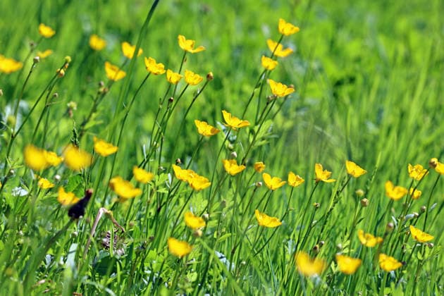Wildkräuter in der Landschaft Die gelben Blüten vom kriechenden Hahnenfuß an einem sehr heißen Tag *** Wild herbs in the landscape The yellow flowers of the creeping buttercup on a very hot day
