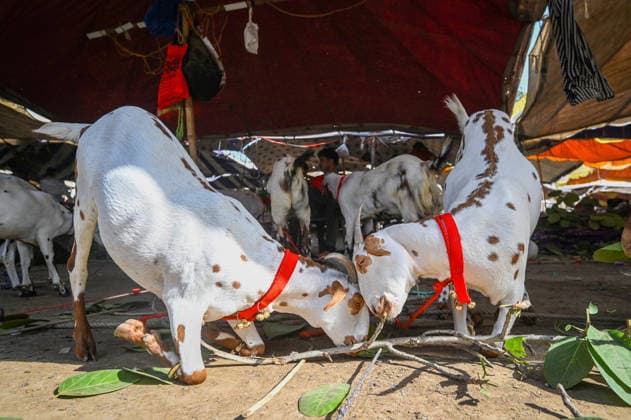 NEW DELHI, INDIA - MAY 27: Vendors are seen with the goats for sale at a livestock market ahead of Bakri Eid outside Jama Masjid, on May 27, 2026 in New Delhi, India. Eid al-Adha will be celebrated across most parts of India on May 28, 2026, after the Dhul-Hijjah crescent moon was not sighted earlier this week. Several governments and institutions revised their holiday schedules. While Saudi Arabia, the United Arab Emirates, and some other countries are marking the occasion today, May 27. (Photo by Sanchit Khanna Hindustan Times ) Eid al-Adha 2026