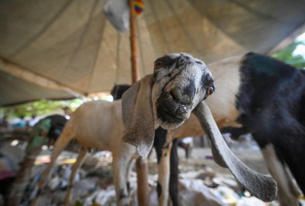 NEW DELHI, INDIA - MAY 27: Vendors are seen with the goats for sale at a livestock market ahead of Bakri Eid outside Jama Masjid, on May 27, 2026 in New Delhi, India. Eid al-Adha will be celebrated across most parts of India on May 28, 2026, after the Dhul-Hijjah crescent moon was not sighted earlier this week. Several governments and institutions revised their holiday schedules. While Saudi Arabia, the United Arab Emirates, and some other countries are marking the occasion today, May 27. (Photo by Sanchit Khanna Hindustan Times ) Eid al-Adha 2026