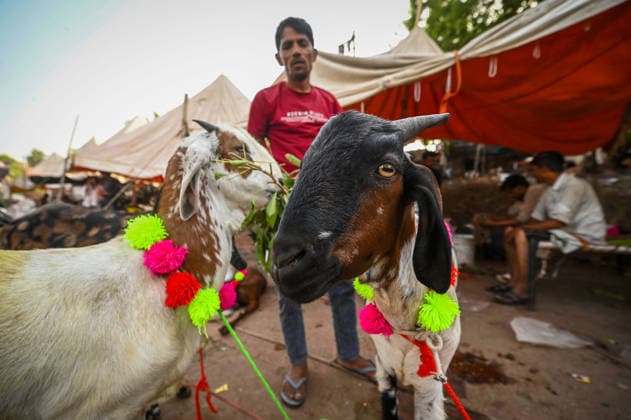 NEW DELHI, INDIA - MAY 27: Vendors are seen with the goats for sale at a livestock market ahead of Bakri Eid outside Jama Masjid, on May 27, 2026 in New Delhi, India. Eid al-Adha will be celebrated across most parts of India on May 28, 2026, after the Dhul-Hijjah crescent moon was not sighted earlier this week. Several governments and institutions revised their holiday schedules. While Saudi Arabia, the United Arab Emirates, and some other countries are marking the occasion today, May 27. (Photo by Sanchit Khanna Hindustan Times ) Eid al-Adha 2026