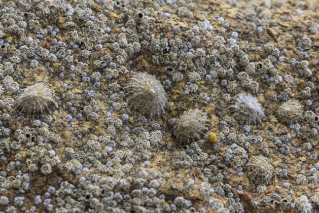 Creative Highlights World Hintergrund mit Nahaufnahme von Napfschnecken und anderen Muscheln an der Küste Frankreichs Background with closeup of limpets and other shells at the coast of France Copyright: imageBROKER HildaxWeges ibliqx17716733.jpg