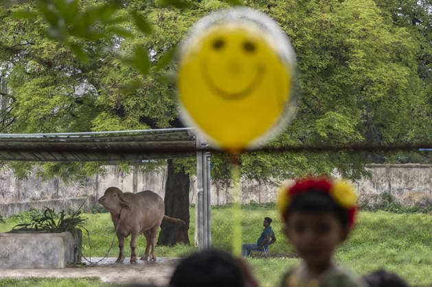 Visitors flock to see rare albino buffalo nicknamed Donald Trump at national zoo in Bangladesh DHAKA, BANGLADESH - MAY 29: Visitors gather around an enclosure to see a rare albino buffalo nicknamed Donald Trump at the National Zoo during the Eid al-Adha holiday in Dhaka, Bangladesh on May 29, 2026. The 700-kilogram white buffalo attracted crowds of families and friends, with visitors taking photos and videos of the rare animal. Abdul Goni Anadolu Dhaka Bangladesh. Editorial use only. Please get in touch for any other usage.  Copyright: x2026xAnadoluxAbdulxGonix