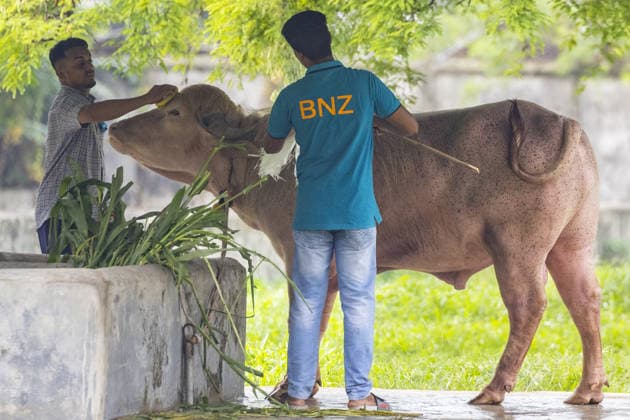 Visitors flock to see rare albino buffalo nicknamed Donald Trump at national zoo in Bangladesh DHAKA, BANGLADESH - MAY 29: A rare albino buffalo nicknamed Donald Trump is seen in its enclosure at the National Zoo during the Eid al-Adha holiday in Dhaka, Bangladesh on May 29, 2026. The 700-kilogram white buffalo attracted crowds of visitors during the festive holiday. Abdul Goni Anadolu Dhaka Bangladesh. Editorial use only. Please get in touch for any other usage.  Copyright: x2026xAnadoluxAbdulxGonix