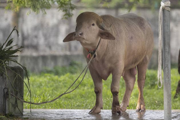 Visitors flock to see rare albino buffalo nicknamed Donald Trump at national zoo in Bangladesh DHAKA, BANGLADESH - MAY 29: A rare albino buffalo nicknamed Donald Trump is seen in its enclosure at the National Zoo during the Eid al-Adha holiday in Dhaka, Bangladesh on May 29, 2026. The 700-kilogram white buffalo attracted crowds of visitors during the festive holiday. Abdul Goni Anadolu Dhaka Bangladesh. Editorial use only. Please get in touch for any other usage.  Copyright: x2026xAnadoluxAbdulxGonix