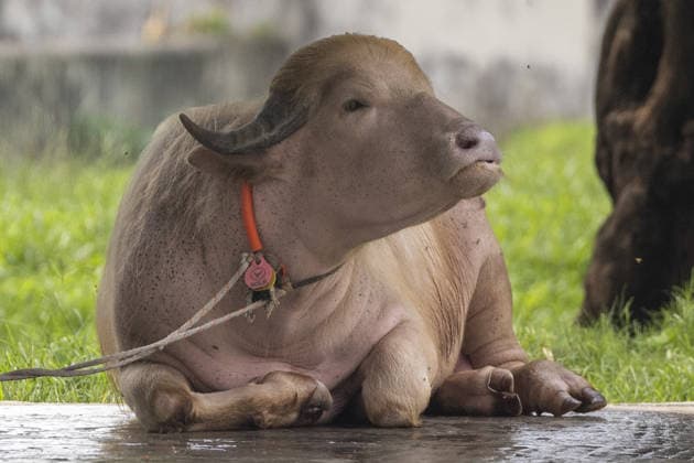 Visitors flock to see rare albino buffalo nicknamed Donald Trump at national zoo in Bangladesh DHAKA, BANGLADESH - MAY 29: A rare albino buffalo nicknamed Donald Trump is seen in its enclosure at the National Zoo during the Eid al-Adha holiday in Dhaka, Bangladesh on May 29, 2026. The 700-kilogram white buffalo attracted crowds of visitors during the festive holiday. Abdul Goni Anadolu Dhaka Bangladesh. Editorial use only. Please get in touch for any other usage.  Copyright: x2026xAnadoluxAbdulxGonix