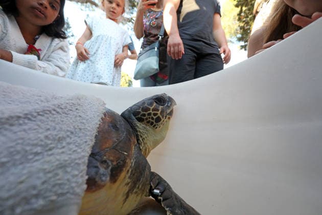Rehabilitated sea turtles returned to Adriatic Six rehabilitated loggerhead turtles returned to the Adriatic Sea off Pula, Croatia, on May 29, 2026, after recovery at the Pula Aquarium.  SasaxMiljevic PIXSELL
