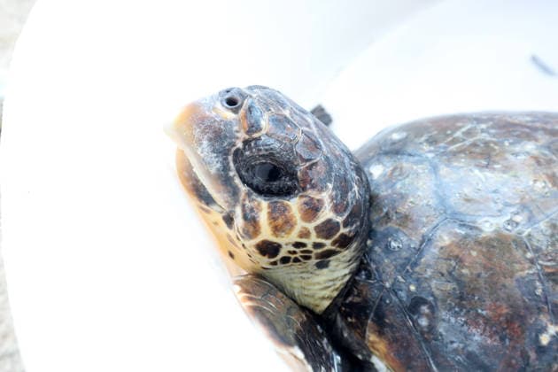 Rehabilitated sea turtles returned to Adriatic Six rehabilitated loggerhead turtles returned to the Adriatic Sea off Pula, Croatia, on May 29, 2026, after recovery at the Pula Aquarium.  SasaxMiljevic PIXSELL