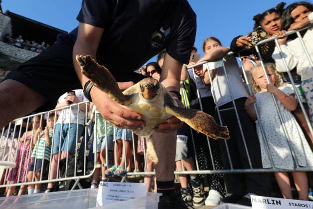 Rehabilitated sea turtles returned to Adriatic Six rehabilitated loggerhead turtles returned to the Adriatic Sea off Pula, Croatia, on May 29, 2026, after recovery at the Pula Aquarium.  SasaxMiljevic PIXSELL