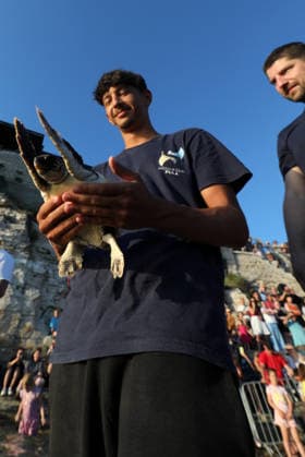 Rehabilitated sea turtles returned to Adriatic Six rehabilitated loggerhead turtles returned to the Adriatic Sea off Pula, Croatia, on May 29, 2026, after recovery at the Pula Aquarium.  SasaxMiljevic PIXSELL