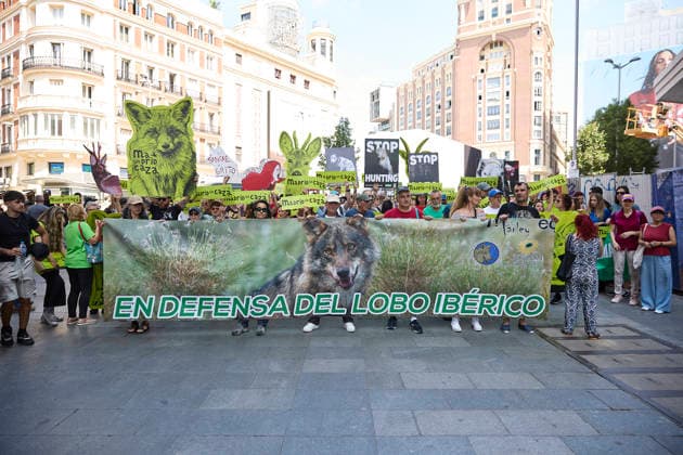 Demonstration Madrid without hunting People carry a banner with the slogan In defense of the Iberian wolf during the demonstration against the new Hunting Law of the Community of Madrid, on May 30, 2026, in Madrid Spain Environmental and animal associations unite for the first time in a march under the slogan Madrid without hunting against the draft Law on Hunting and Inland Fishing that the regional government is currently being processed in the Assembly of Madrid 30 MAY 2026 DEMONSTRATION Jesús Hellí Madrid Madrid Madrid Spain  Copyright: xJesusxHellinx 7560103
