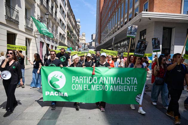 Demonstration Madrid without hunting People carry a banner with the slogan Partido Animalista con el Medio Ambiente PACMA during the demonstration against the new Hunting Law of the Community of Madrid, on May 30, 2026, in Madrid Spain Environmental and animal associations unite for the first time in a march under the slogan Madrid without hunting against the draft Hunting and River Fishing Law that the regional government is currently processing in the Assembly of Madrid Madrid 30 MAY 2026 DEMONSTRATION Jesús Hellí Madrid Madrid Spain  Copyright: xJesusxHellinx 7560109