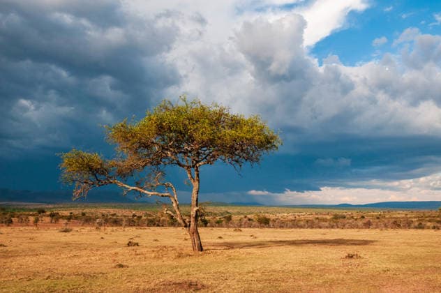 aufziehendes Gewitter in der Savanne ueber einer Akazie, Kenia, Narok County, Masai Mara Nationalpark Heavy storm clouds over an acacia tree on the savanna. Masai Mara National Reserve, Kenya., Kenya, Narok County, Masai Mara National Park BLWS749215 *** Aufziehendes Thunderstorm in the Savannah Via a Acacia, Kenya, Narok County, Masai Mara National Park Heavy Storm Clouds Over to Acacia Tree ON The Savanna Masai Mara National Reserve, Kenya , Kenya, Narok County, Masai Mara National Park BLWS749215 Copyright: xblickwinkel AGAMI S.xPitamitzx