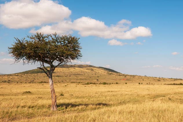 Landschaft in der Masai Mara mit einzelner Akazie und Huegel, Kenia, Narok County, Masai Mara Nationalpark A scenic landscape of Maasai Mara savanna with an acacia tree and a hill, Kenya, Narok County, Masai Mara National Park BLWS749230 *** Landscape in the Masai Mara with single Acacia and Hill, Kenya, Narok County, Masai Mara National Park a Scenic Landscape of Maasai Mara Savanna With to Acacia Tree and a hill%2C Kenya%2C Narok County, Masai Mara National Park BLWS749230 Copyright: xblickwinkel AGAMI S.xPitamitzx