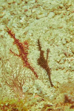 Zwei Harlequin Geisterpfeifenfische, schwarz und rötlich, schweben neben einer Weichkoralle kopfüber über dem Sandboden. Bohol, Visayas, Philippinen *** Two Harlequin Ghost pipefish, Black and reddish, hover next to a Soft coral upside down via the Sandy soil Bohol, Visayas, Philippines 1082503134