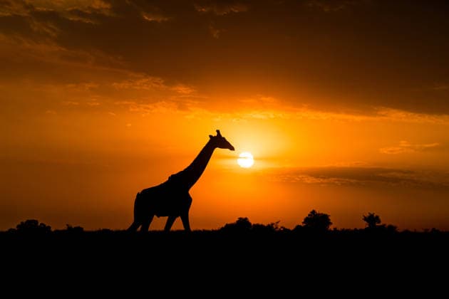 Giraffe Silhouette Against Dramatic African Sunset Nairobi, Nairobi County, Kenya CR_VAFF260528A-2040528-01