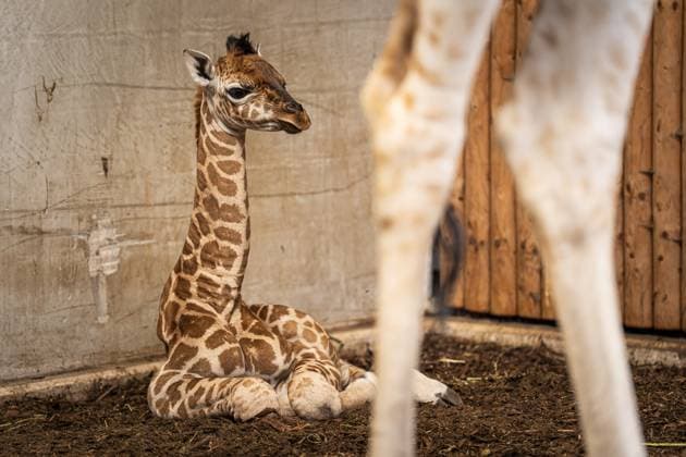 EMMEN - Baby giraffe Kenyi in the giraffe stable at Wildlands animal park. The male, a Northern giraffe, was born on May 28 and his name literally means son after 3 daughters . JASPAR MOULIJN ANP netherlands out - belgium out  Copyright: xx x559830422x originalFilename: 559830422.jpg