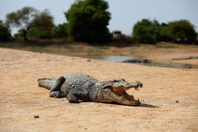 Crocodile Village in Burkina Faso attracts visitors’ attention OUAGADOUGOU, BURKINA FASO - JUNE 1: A view of crocodiles in Bazoule, the ‘crocodile village’ which attracts visitors’ interest in Ouagadougou, Burkina Faso, on June 1, 2026. Crocodiles, regarded as sacred due to a legend dating back 500 years, are protected by the local community. Besir Kelleci Anadolu Ouagadougou Burkina Faso. Editorial use only. Please get in touch for any other usage.  Copyright: x2026xAnadoluxBesirxKellecix