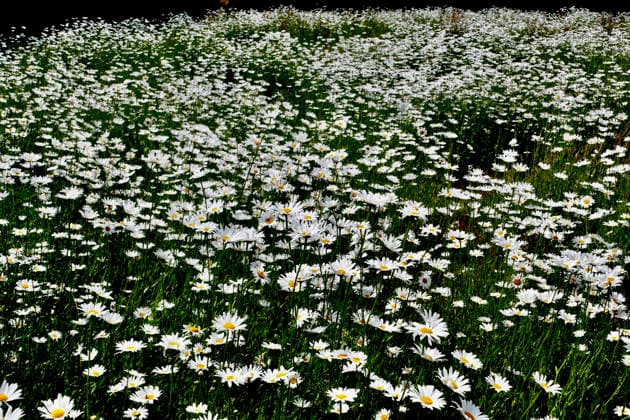 Field of Oxeye Daisies A field of Oxeye daisies carpet farmland in the afternoons sunshine. (Leucanthemum vulgare), commonly known as the ox-eye daisy, oxeye daisy, dog daisy, marguerite and other common names, is a widespread flowering plant native to Europe. A typical grassland plant, the oxeye daisy thrives on roadside verges and waste ground, as well as in traditional hay meadows and along field margins., Credit:Geoffrey Swaine Geoff Swaine - B4563 Avalon UK, Oxfordshire, Binfield Heath  Copyright: xGeoffreyxSwainex xGeoffxSwainex-xB4563x xAvalonx 1107112704