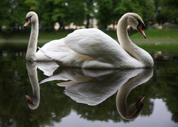 RUSSIA, ST PETERSBURG - JUNE 1, 2026: Swans are seen on the Karpiyev Pond in St Petersburg s Summer Garden. Peter Kovalev TASS  93274605