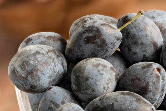 IMAGO Creative, Jahreszeit Sommer, Food, Pflaume pflaumen,zwetschgen,pflaume,zwetschge,zwetsche,zwetschen,zwetschke,zwetschken ** plums,plum 2yo-huf