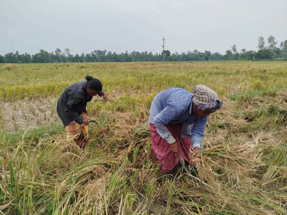 June 2, 2026, Naogaon, Bangladesh: Indigenous workers harvest paddy in a field during a heat wave on the outskirts of the village of Farshipara in Naogaon district. Naogaon Bangladesh - ZUMAh143 20260602_aap_h143_004 Copyright: xMDxMehedixHasanx