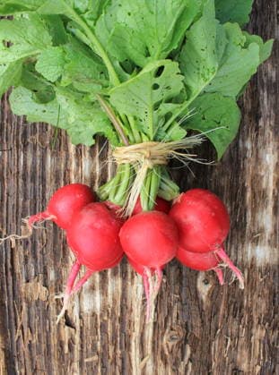 IMAGO Creative, Sommer, Food, Radieschen radieschen ** radish,radishs 4pk-gxw