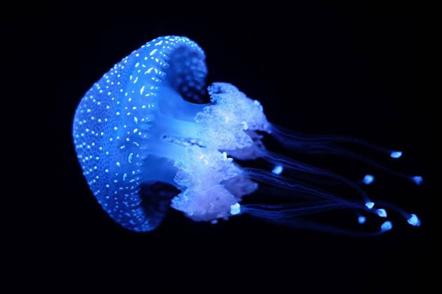 gepunktete wurzelmundqualle ** floating bell,australian spotted jellyfish,brown jellyfish,white-spotted jellyfish 58d-hgu