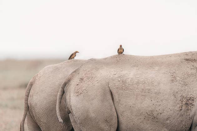 Creative Highlights World Oxpecker Birds Resting on White Rhino in African Safari Nairobi, Nairobi County, Kenya R_VAFF26060165-2042743-01