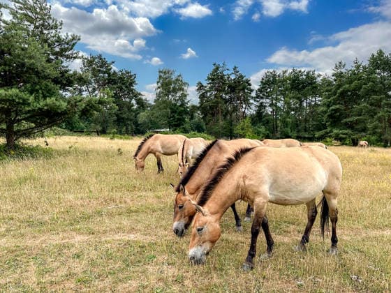 przewalski-pferd,pferd,pferde,przewalski-pferde,takhi,takhis,wildpferd,wildpferde ** przewalski horse j0w-jgu