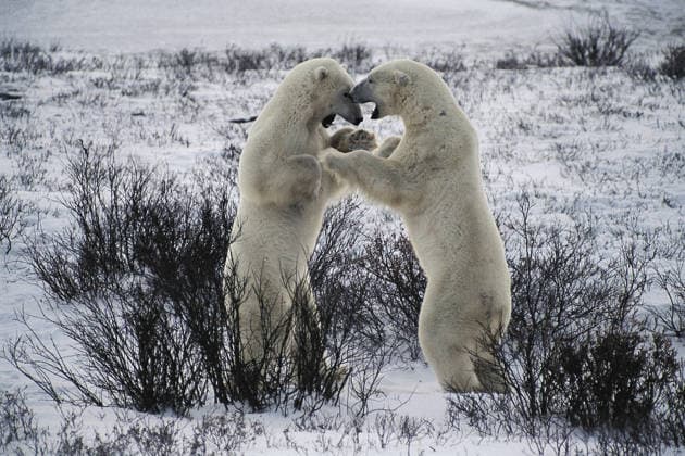 Polar Bear Makes Threatened Species List July 3, 2006 - Hudson Bay, Manitoba, Canada - Polar bear asserting dominance. The sea ice in Hudson Bay, now breaks up to 2 1 2 weeks earlier than it did 30 years ago. WWF says polar bears (Ursus maritimus) are set to become one of the most notable casualties of global warming unless drastic action is taken, predicting to suffer more than a 30 per cent population decline in the next 50 years. ( Credit: Kike Calvo ) Hudson Bay Manitoba Canada Copyright: xKikexCalvox