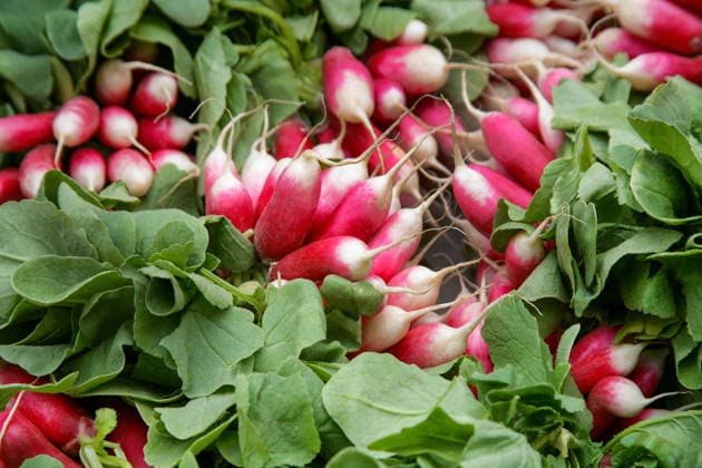 IMAGO Creative, Sommer, Food, Radieschen radieschen ** radish,radishs ktn-lap