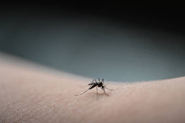 Asian tiger mosquito spreads in Europe A tiger mosquito sucks blood The spread of the Asian tiger mosquito Aedes albopictus or the Asian bush mosquito Aedes japonicus is also increasing rapidly in Europe Emden Lower Saxony Germany Copyright: xdiebildwerftx