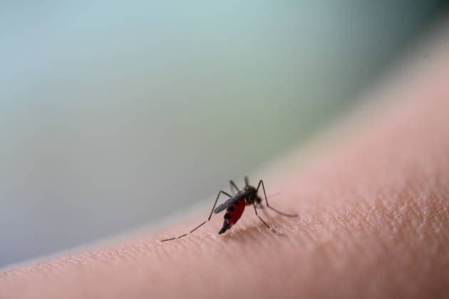 Asian tiger mosquito spreads in Europe A tiger mosquito sucks blood The spread of the Asian tiger mosquito Aedes albopictus or the Asian bush mosquito Aedes japonicus is also increasing rapidly in Europe Emden Lower Saxony Germany Copyright: xdiebildwerftx
