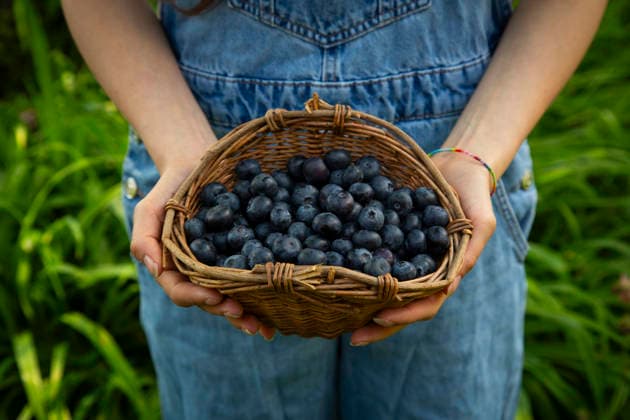 Farmer holding basket of fresh blueberry in summer garden model released, Symbolfoto, LVF09742
