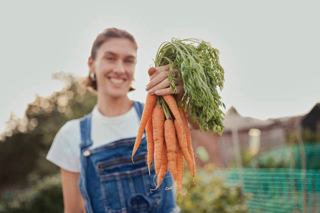 Smiling woman in denim holding fresh carrots on an allotment in London model released, Symbolfoto property released, PWF01557