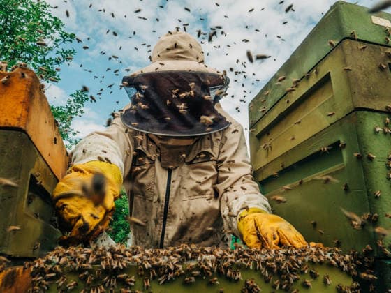 Beekeeper working with a spring swarm of bees at the apiary model released, Symbolfoto, VSNF04953