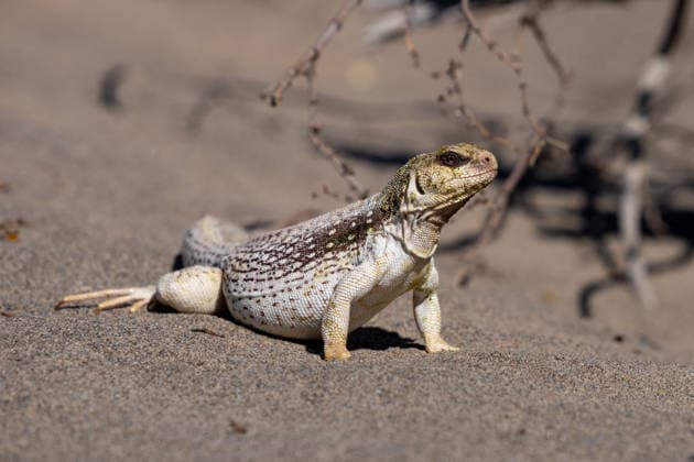 Creative Highlights World A Desert Iguana in the Mesquite Flat Dunes in Death Valley National Park, California. Death Valley National Park Mesquite Flat Sand Dunes California United States Copyright: xJonxG.xFullerx xVWPicsx 3063-JGF-Desert-Iguana-US-CA