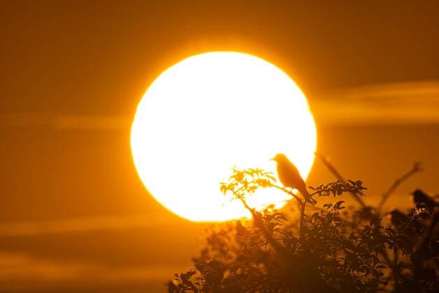 Creative Highlights World Sonnenaufgang Die Silhouette einer Krähe zeichnet sich am Morgen gegen die aufgehende Sonne ab. Frankfurt am Main Hessen Deutschland *** Sunrise The silhouette of a crow silhouetted against the rising sun in the morning Frankfurt am Main Hesse Germany 2026-06-06_ffm_sonnenaufgang_kraehen_03