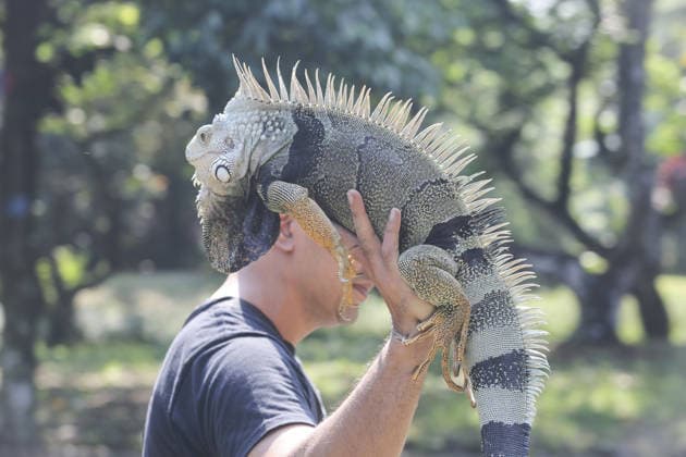 Iguana enthusiasts take part in reptile contest in Bogor BOGOR, INDONESIA - JUNE 6: A reptile enthusiast prepares an iguana for the Reptile Contest in Bogor, West Java, Indonesia, on June 6, 2026. The competition evaluated reptiles based on health, body proportions, color quality, and skin condition. Agoes Rudianto Anadolu Bogor Indonesia. Editorial use only. Please get in touch for any other usage.  Copyright: x2026xAnadoluxAgoesxRudiantox